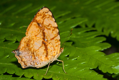 Symbrenthia lilaea formosanus
