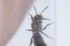 Chelostoma rapunculi