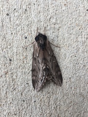 Sphinx gordius