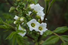 Xanthoceras sorbifolium