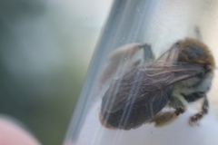 Andrena haemorrhoa