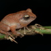 Waynad Bush Frog - Photo (c) harshithjv, some rights reserved (CC BY-NC), uploaded by harshithjv