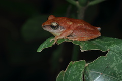 Pseudophilautus wynaadensis