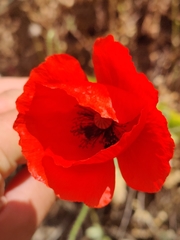 Papaver rhoeas
