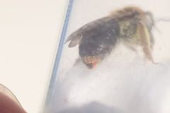 Andrena haemorrhoa