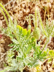 Papaver rhoeas