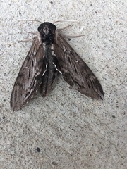 Sphinx gordius
