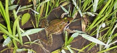 Ptychadena taenioscelis