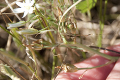 Ornithogalum comosum