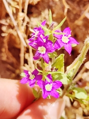 Legousia speculum-veneris