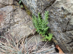 Asplenium cuneifolium