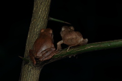 Pseudophilautus wynaadensis