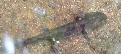 Salamandra salamandra