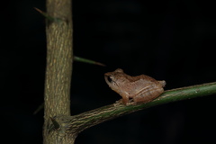 Pseudophilautus wynaadensis