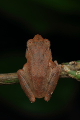 Pseudophilautus wynaadensis
