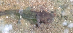 Salamandra salamandra