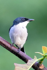 Hemipus hirundinaceus