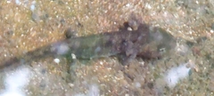 Salamandra salamandra