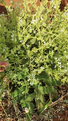 Salvia syriaca
