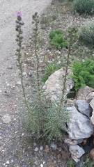 Ptilostemon casabonae