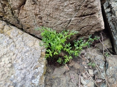 Asplenium cuneifolium