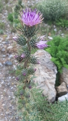 Ptilostemon casabonae