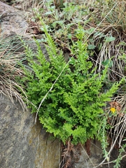 Asplenium cuneifolium