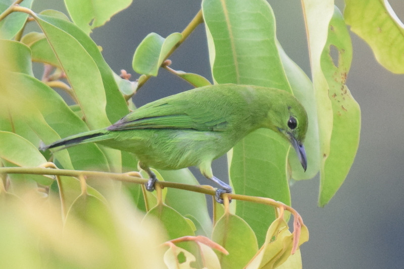 Lesser Green Leafbird