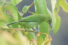 Chloropsis cyanopogon