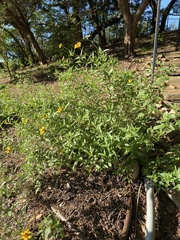 Wedelia acapulcensis