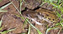 Kassina senegalensis