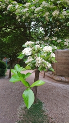 Crataegus persimilis