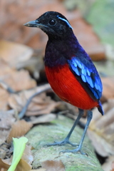 Erythropitta ussheri