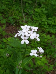 Hesperis matronalis