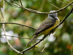 Tyrannus melancholicus