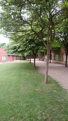 Crataegus persimilis