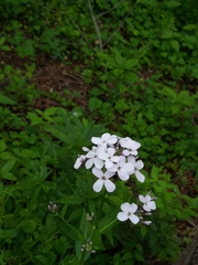 Hesperis matronalis