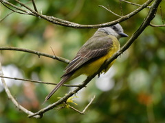 Tyrannus melancholicus