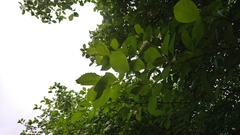 Crataegus persimilis