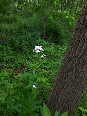Hesperis matronalis