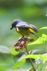 Yellow-Rumped Flowerpecker photo 5