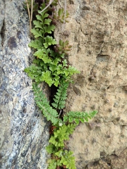 Asplenium cuneifolium