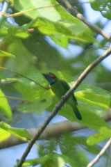 Psilopogon duvaucelii