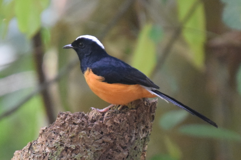 White-Crowned Shama