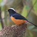 White-crowned Shama - Photo (c) Tan Kok Hui, some rights reserved (CC BY-NC), uploaded by Tan Kok Hui