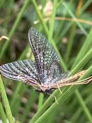 Ephemera vulgata