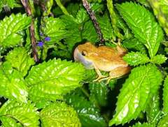 Hyperolius kivuensis