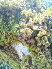 Leptogium phyllocarpum