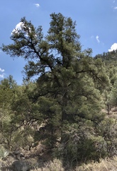 Pinus monophylla