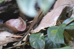 Eutropis rudis